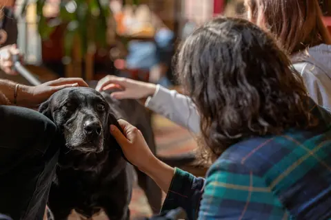 A black lab being petted by multiple hands.