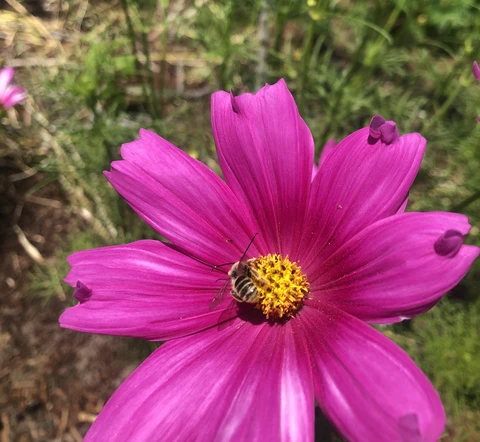 A bee pollinating a bright pink cosmos flower.
