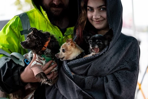 Person holding elderly chihuahuas