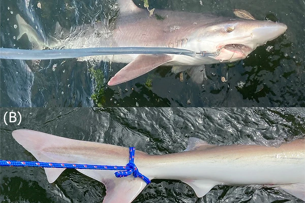 Two images show different angles of an endangered soupfin shark; one of its mouth and body, one showing its tail.