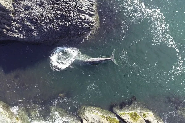 Drone photo shows a gray whale blowing a ring of bubbles overhead while feeding off the Oregon coast.