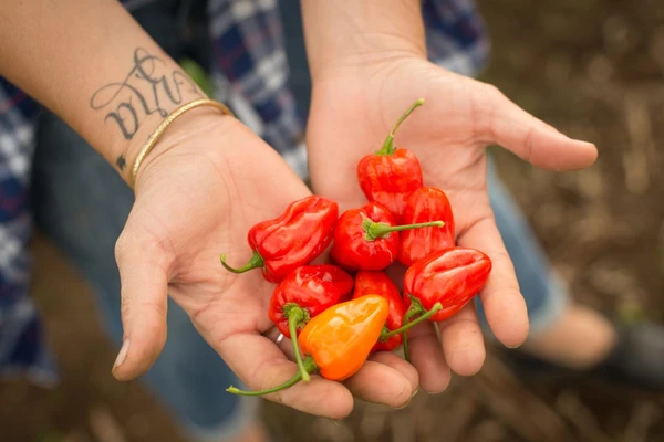 Hands full of peppers