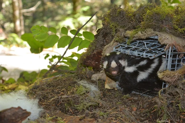 Peeking skunk
