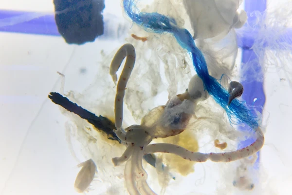 A jumble of different-colored plastic microfibers visible to the naked eye. 