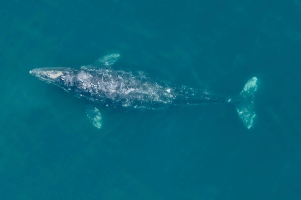 whale