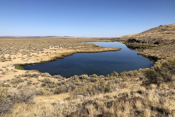 A spring in the middle of the sagebrush-y desert under blue sky