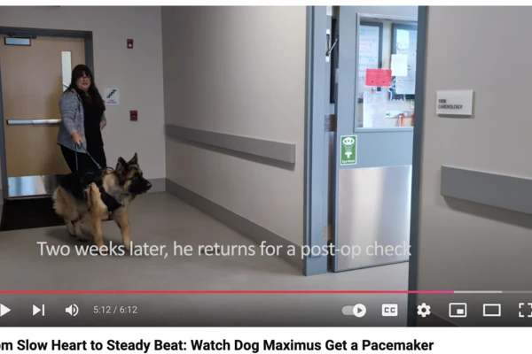 Screenshot of German shephard walking