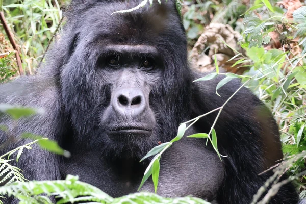 Gorilla in the wild stares straight at the camera. 