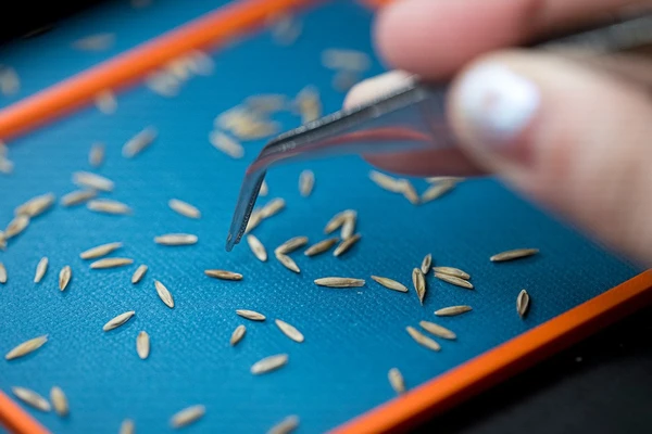 Seeds and tweezers