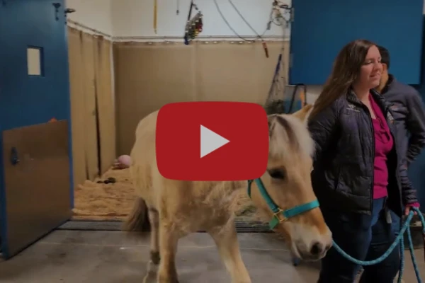 Horse on video