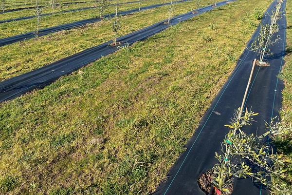 Young olive trees in plantation