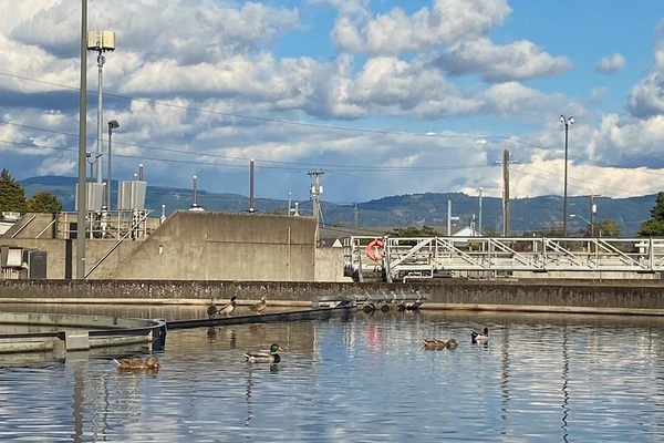 ducks on water