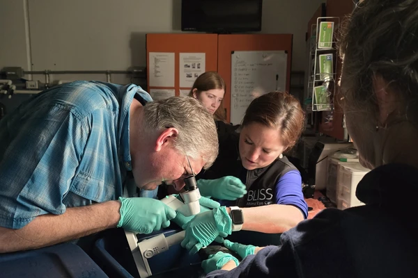 Two veterinarians hold a rockfish in a lab while one peers at its eye through a microscope.