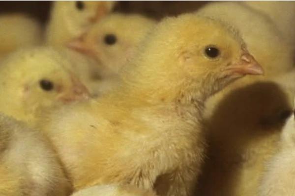 baby chicks