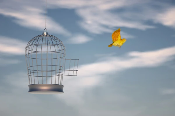 Bird flying near cage