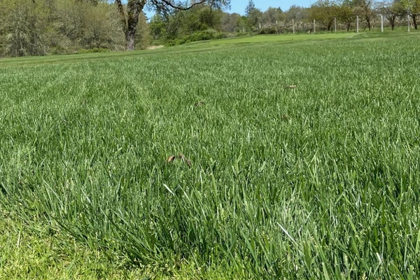 Closeup of lawn