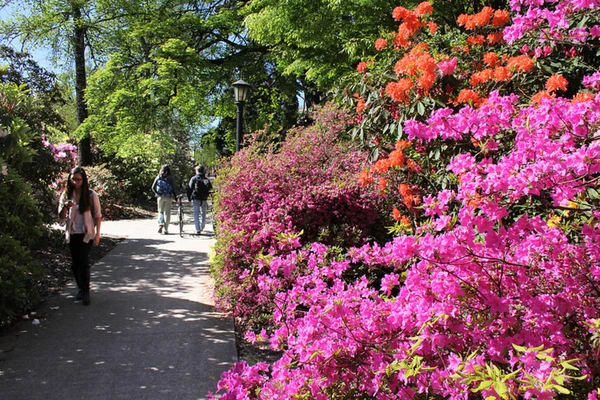Rhododendrons in bloom