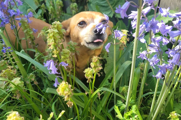 Chiweenie standing in bed of blue wood hyacinths