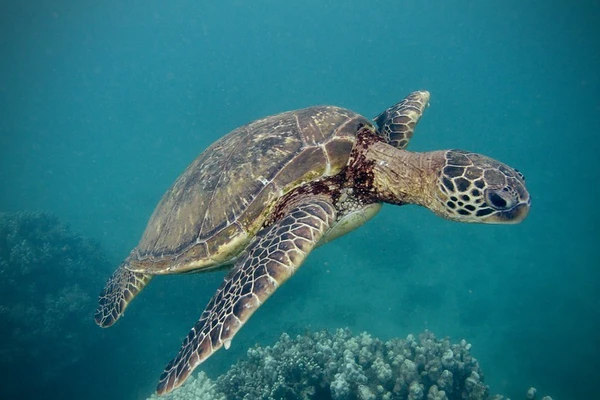 Green sea turtle