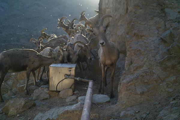 mountain goats on trail