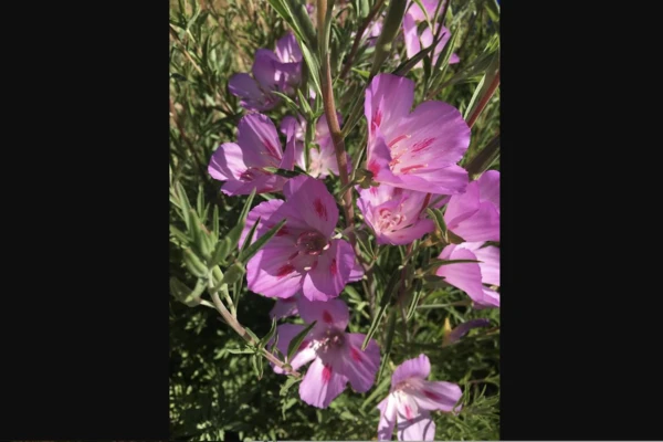 Several bright pink blossoms on a native clarkia plant.