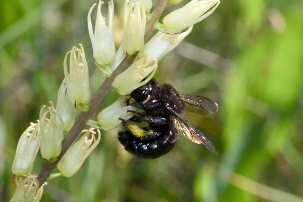 Closeup of a large carpenter bee on a Klamath rushlily. 
