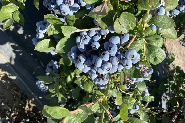 Blueberries on a blueberry bush.