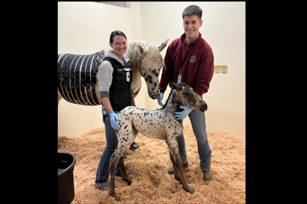 Veterinarians Dr. Kelsey Jurek and Dr. Rodrigo Sanchez stand in a straw-lined stall with an Appaloosa mare and her newborn filly.