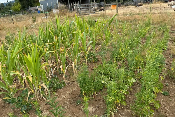 Sorghum