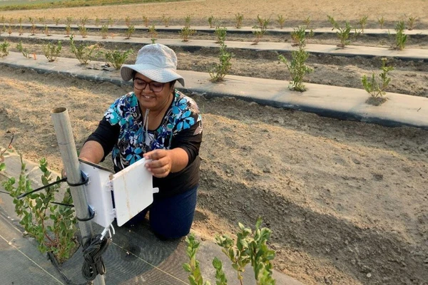 Worker collecting blueberries in field