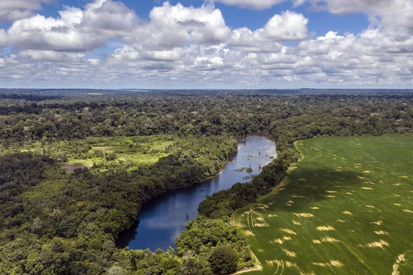 Expansive shot of the Amazon in Brazil, flowing through lush green trees under a sky full of fluffy clouds.