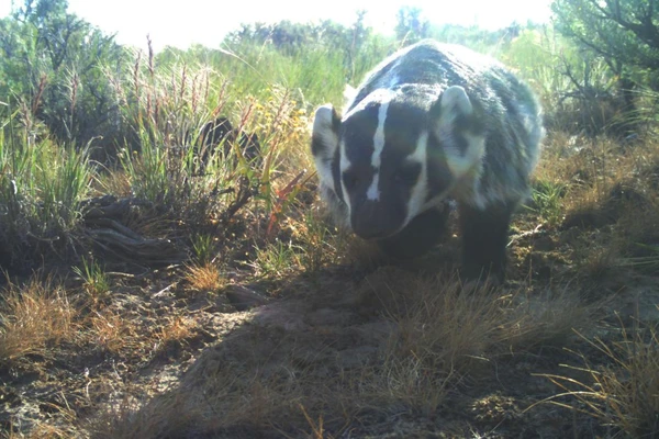 Badger in sagebrush