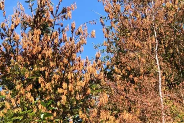 Heat-damaged tree canopy