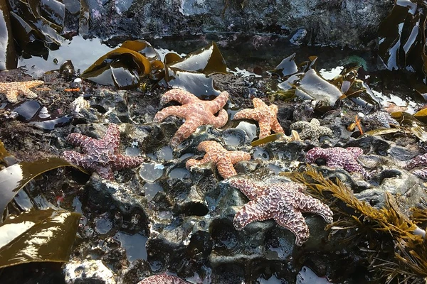 sea stars on shore