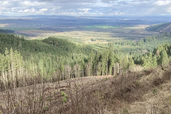 Forestland