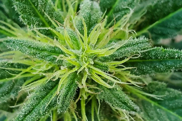 Cannabis plant