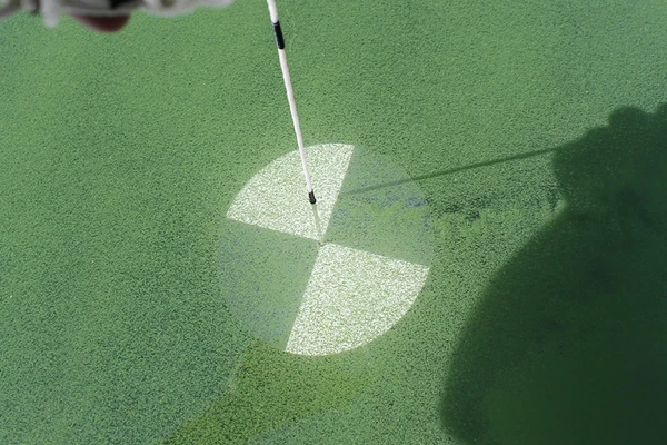 Algae on water surface