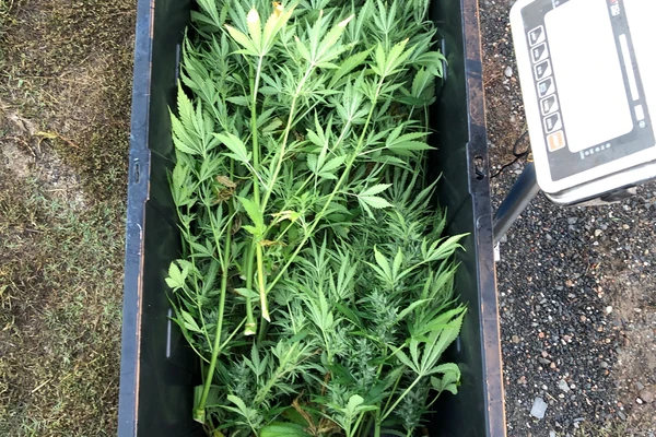 Scale with cannabis leaves