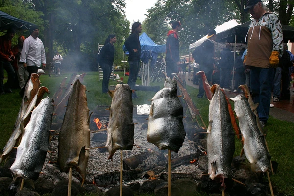 A row of salmon roasting on sticks in front of a low fire, with a line of people in the background.