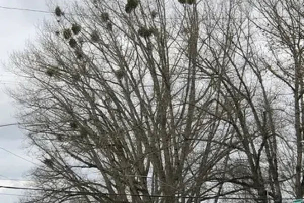 Oak tree with mistletoe clusters