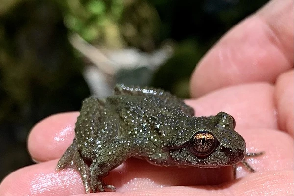 Frog on someone's palm