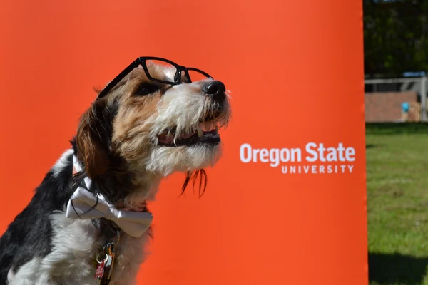 A scruffy terrier wearing glasses posing in front of an orange OSU background.
