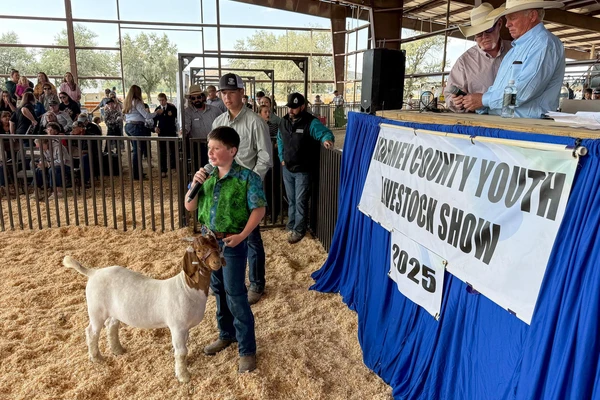 Young boy with goat at auction