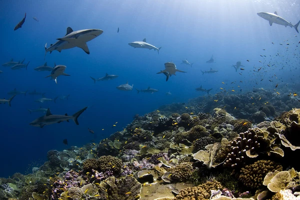 underwater shot of ocean