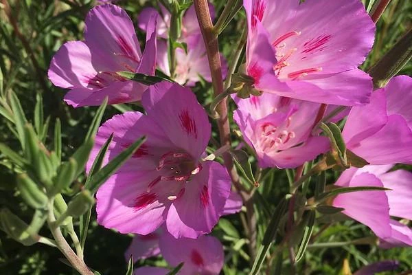 pink flower