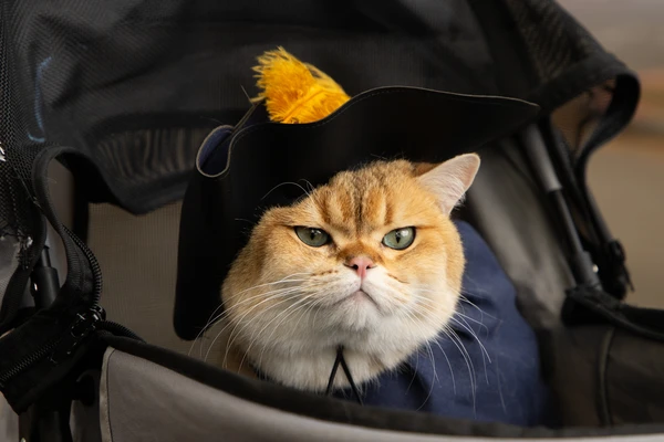 A very expressive orange-and-white cat wears a hat befitting Shakespeare and looks darn good in it.