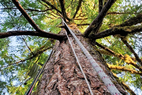 Looking up at the trunk and canopy of a massive old-growth Douglas fir called the Discovery Tree.
