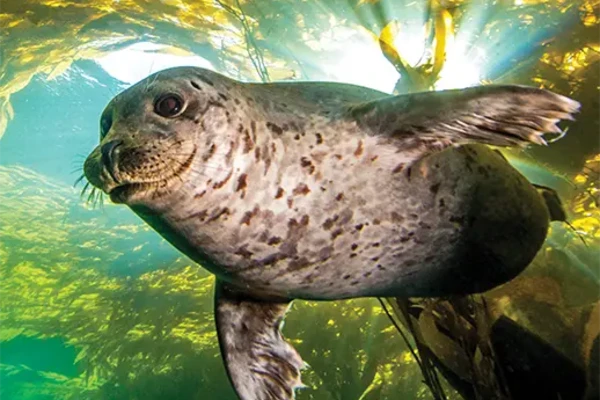 Seal under water
