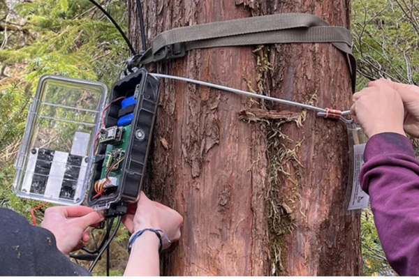 Two pairs of hands working to attach an environmental sensing device to a tree trunk.